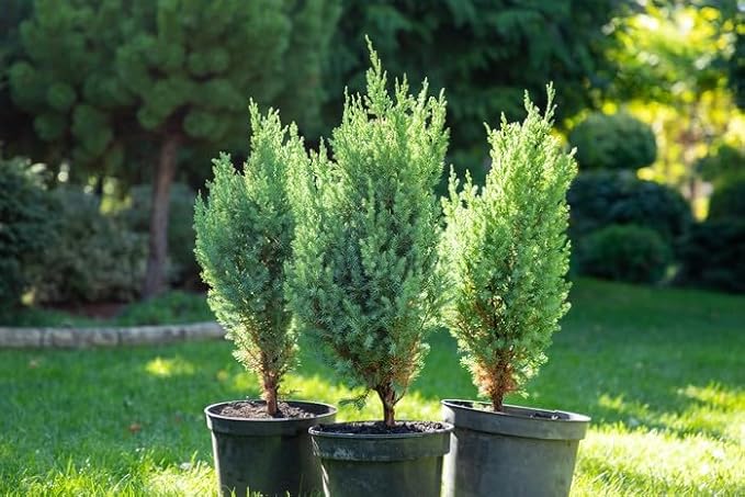 GARDENERA Premium Juniper Potting Soil Mix - Perfect Balance of Nutrients, Drainage, and Aeration for Healthy Juniper Trees - 1 Quart