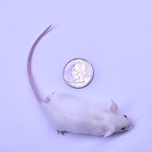MiceDirect 80 Frozen Mice Combo Pack of 40 Weanlings and 40 Small Adult Feeders Snake Food for Mice for Adult Sand Boa Corn Milk Snakes (2-3 in)(Pack of 80)(1280 Grams Min)