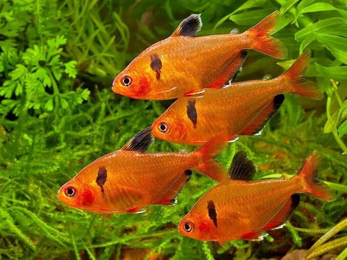 Aquatic Foods Inc. Tropical Fish Flakes, Mix of Krill, Color Enhancing, Spirulina Flakes for Cichlids, Angels, Live Bearers, Tetras, Guppies, All Tropical Fish...WL 1-lb 2oz Lg Jar