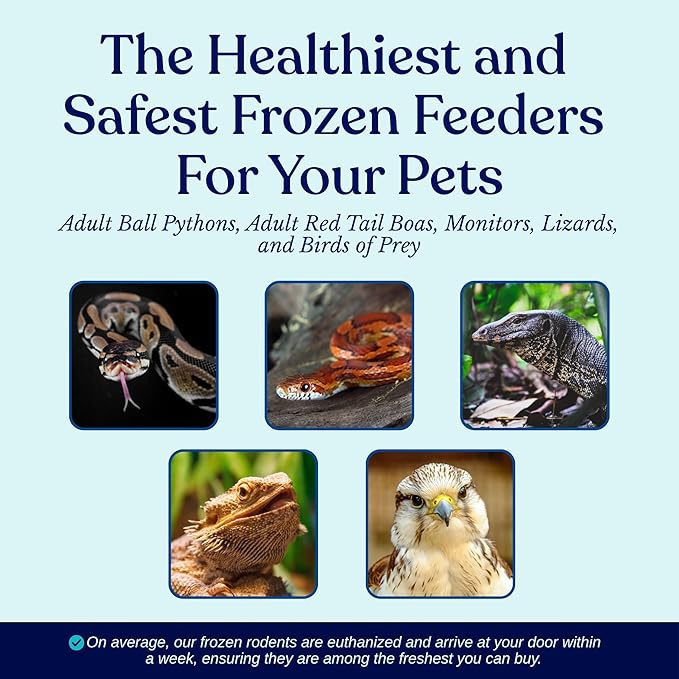 MiceDirect EST. 2003 20 Frozen Rat Medium Feeders Snake Food for for Adult Ball Python Monitor Lizard (6-8 in)(1700 Grams Min)